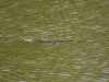 wildlife_70